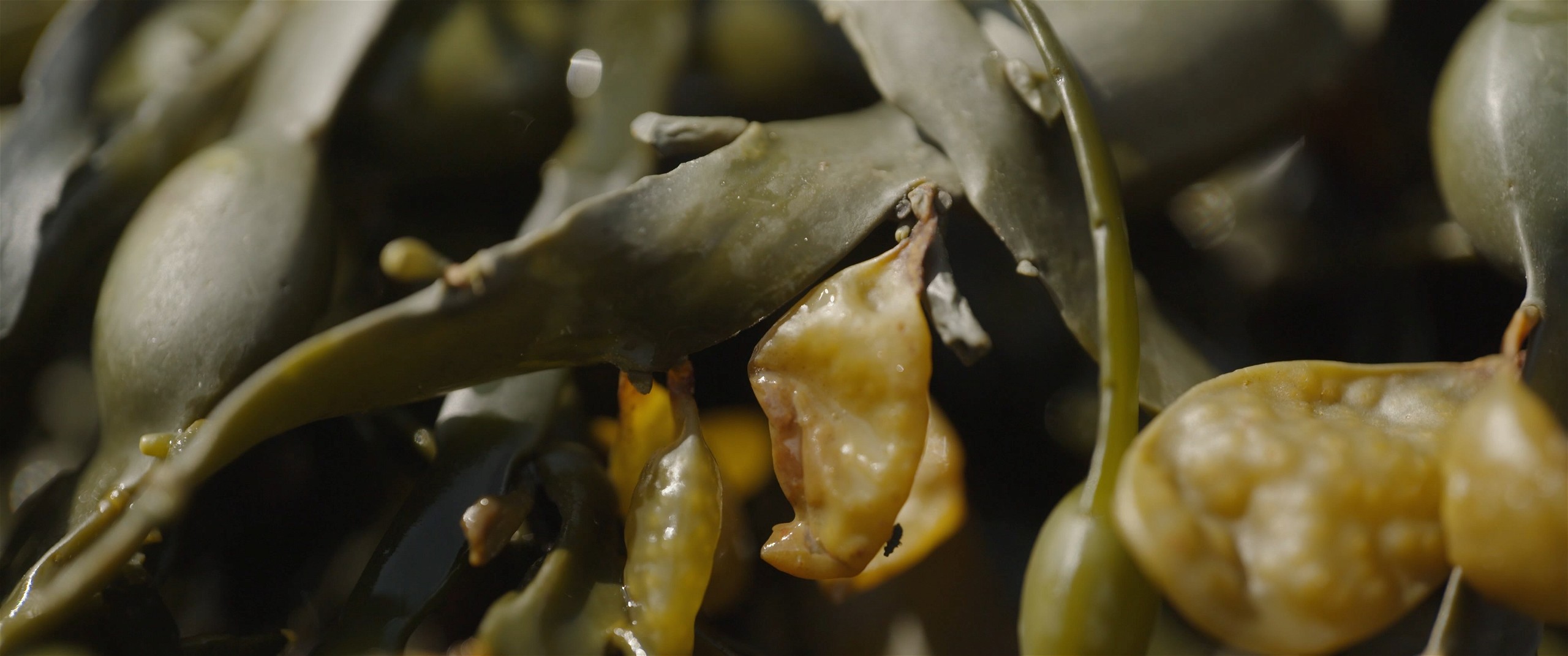 close up image of seaweed.jpg